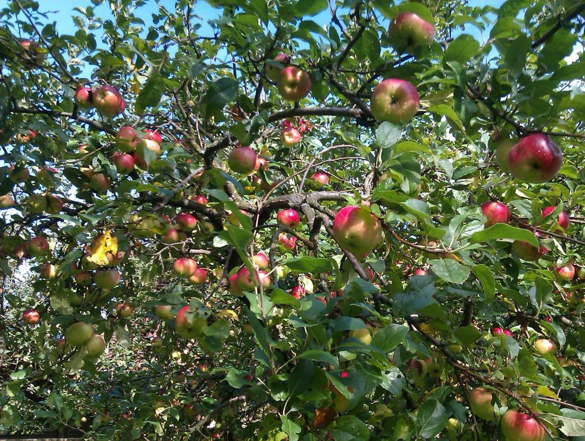 Apple Tree Apartment Загреб Екстериор снимка